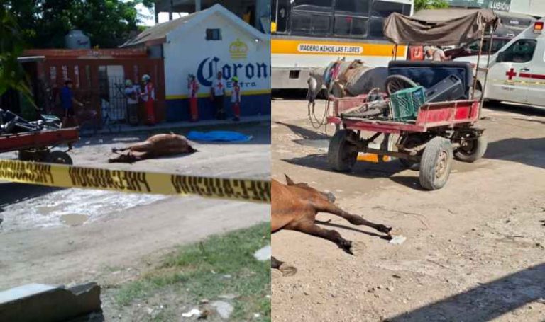 Trágico final de carretonero; lo desvive su propio caballo.