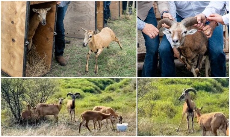 Logra la UAT el nacimiento de dos crías de borrego muflón europeo
