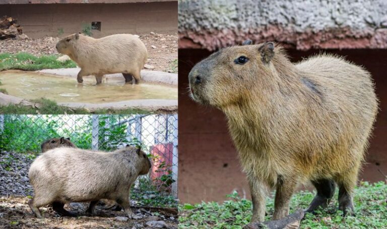 Llega una adorable pareja de capibaras al Zoológico Tamatán