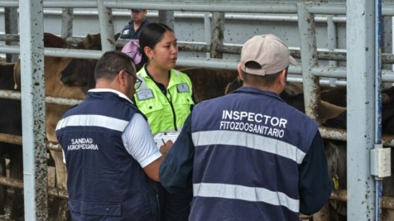 Gusano Barrenador repunta en Ocampo y Tula; llega a Bustamante y regresa a Aldama